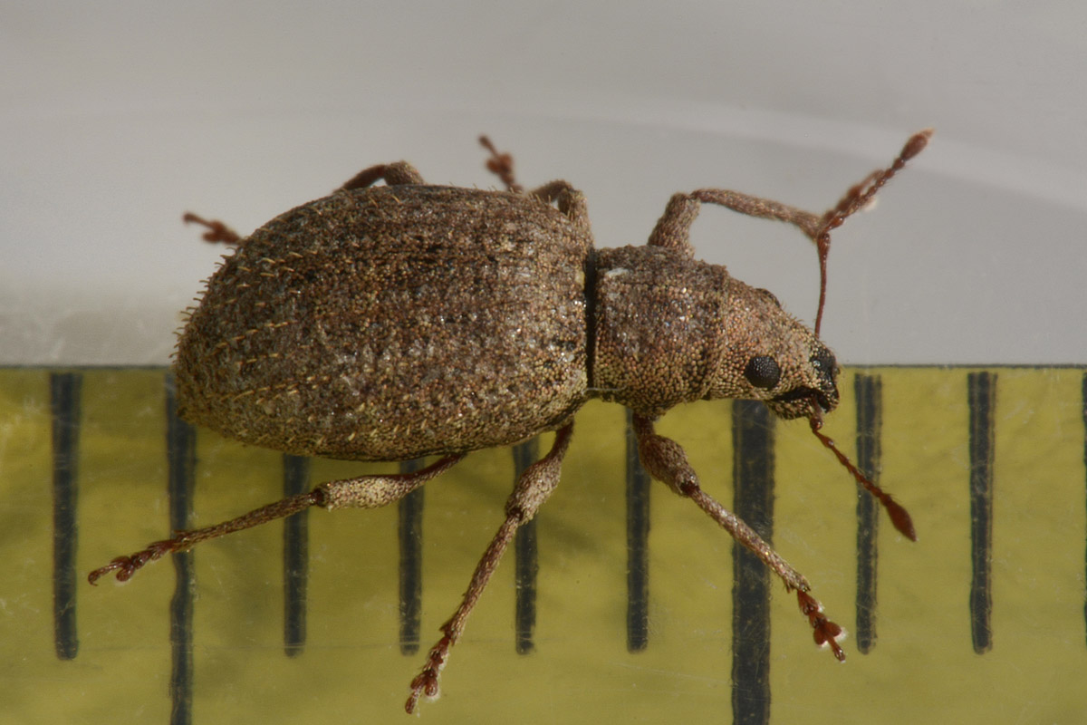 Curculionidae:  Sciaphilus asperatus